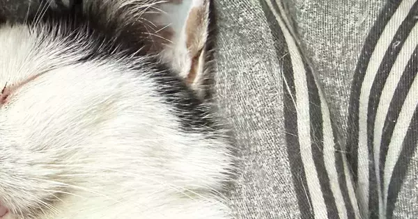 気持ちよさそうに眠る猫→『口元』を見ると…つい笑ってしまう『可愛すぎる光景』に３万いいね「いくらなんでも出すぎｗ」「いい夢見てそう」