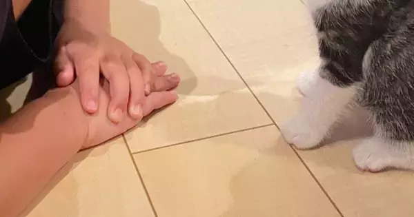 保育園から帰ってきた男の子→子猫のもとへ向かうと…『尊すぎる光景』に14万いいね「なんか知らんけど泣きそう」「幸せが詰まってる」