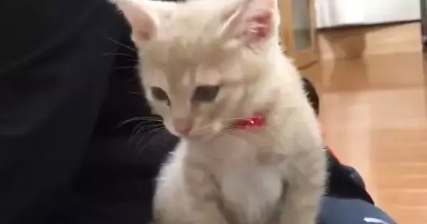ごはんを食べ終えた子猫→飼い主の『膝の上』でくつろぎ始めると…尊すぎる光景が45万再生「天使みたい」「癒しをありがとう」
