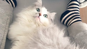 『おっきく、なったね…』←小さかった子猫が、現在…『驚きのビフォーアフター』が107万表示「愛情が詰まってる」「同じ猫とは思えないｗ」