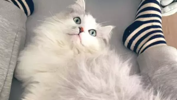 『おっきく、なったね…』←小さかった子猫が、現在…『驚きのビフォーアフター』が107万表示「愛情が詰まってる」「同じ猫とは思えないｗ」