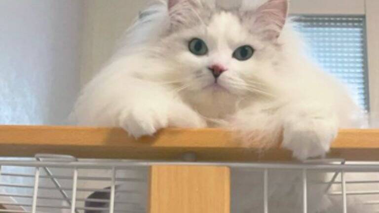 『おっきく、なったね…』←小さかった子猫が、現在…『驚きのビフォーアフター』が107万表示「愛情が詰まってる」「同じ猫とは思えないｗ」