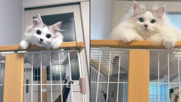 『おっきく、なったね…』←小さかった子猫が、現在…『驚きのビフォーアフター』が107万表示「愛情が詰まってる」「同じ猫とは思えないｗ」