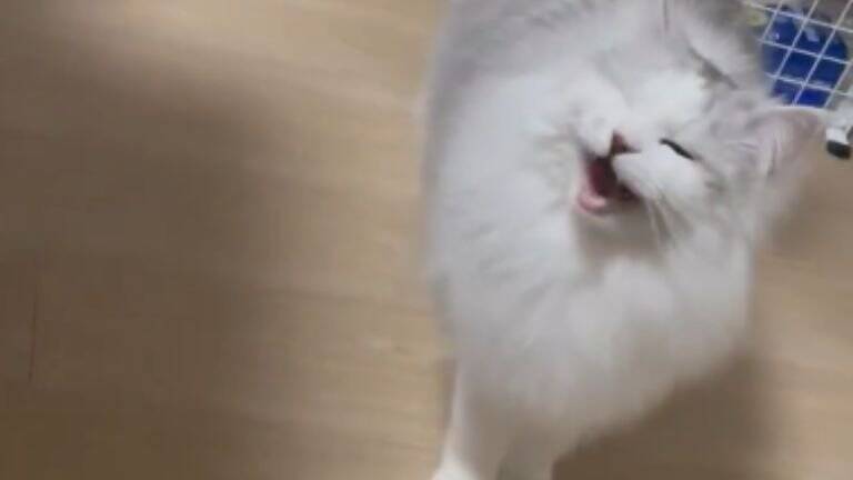 『おっきく、なったね…』←小さかった子猫が、現在…『驚きのビフォーアフター』が107万表示「愛情が詰まってる」「同じ猫とは思えないｗ」