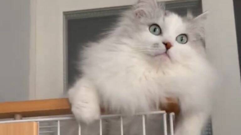 『おっきく、なったね…』←小さかった子猫が、現在…『驚きのビフォーアフター』が107万表示「愛情が詰まってる」「同じ猫とは思えないｗ」