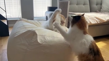 通称『人をダメにするソファー』を置いてみたら、猫たちが…予想外の『とんでもない展開』に「腹抱えて笑ったｗ」「思わず声がでた」の声