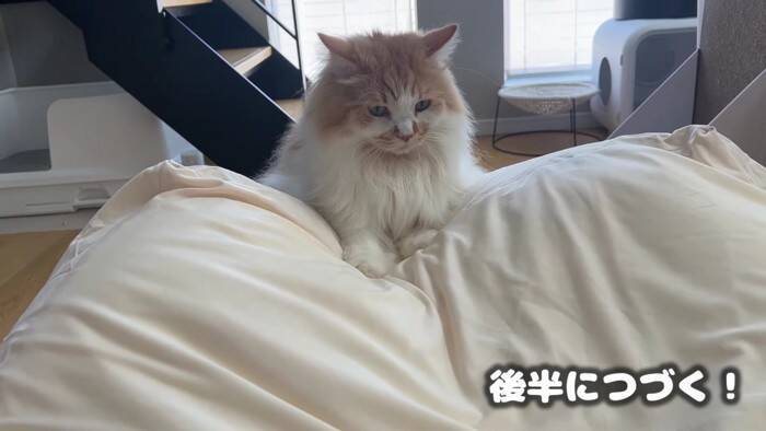 通称『人をダメにするソファー』を置いてみたら、猫たちが…予想外の『とんでもない展開』に「腹抱えて笑ったｗ」「思わず声がでた」の声