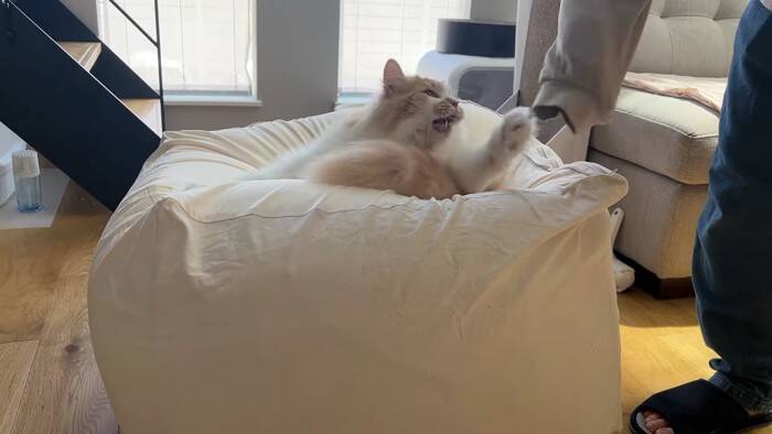 通称『人をダメにするソファー』を置いてみたら、猫たちが…予想外の『とんでもない展開』に「腹抱えて笑ったｗ」「思わず声がでた」の声