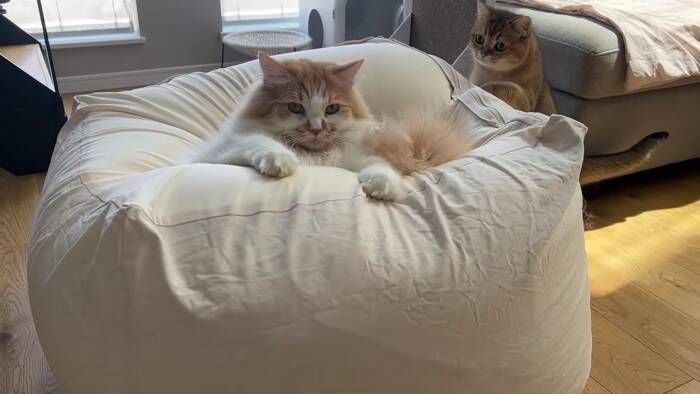 通称『人をダメにするソファー』を置いてみたら、猫たちが…予想外の『とんでもない展開』に「腹抱えて笑ったｗ」「思わず声がでた」の声