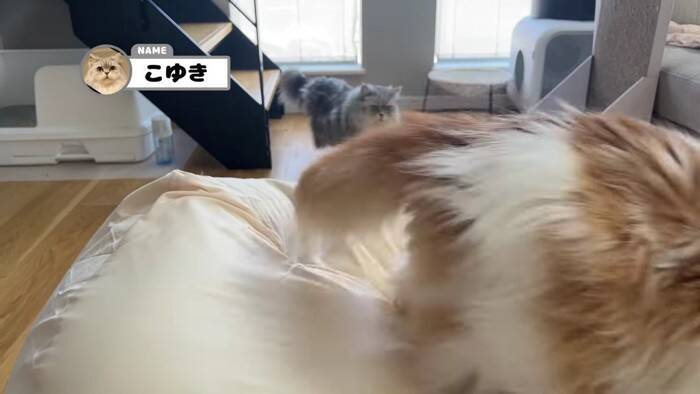 通称『人をダメにするソファー』を置いてみたら、猫たちが…予想外の『とんでもない展開』に「腹抱えて笑ったｗ」「思わず声がでた」の声