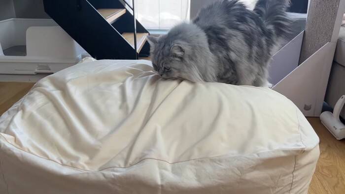 通称『人をダメにするソファー』を置いてみたら、猫たちが…予想外の『とんでもない展開』に「腹抱えて笑ったｗ」「思わず声がでた」の声