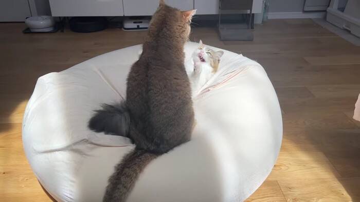 通称『人をダメにするソファー』を置いてみたら、猫たちが…予想外の『とんでもない展開』に「腹抱えて笑ったｗ」「思わず声がでた」の声