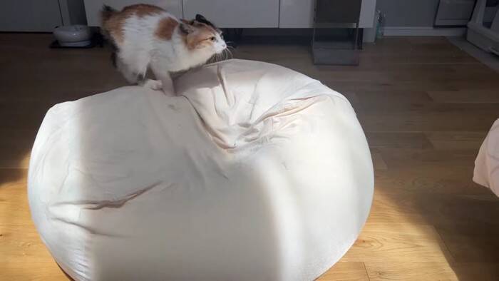 通称『人をダメにするソファー』を置いてみたら、猫たちが…予想外の『とんでもない展開』に「腹抱えて笑ったｗ」「思わず声がでた」の声