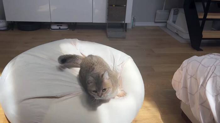 通称『人をダメにするソファー』を置いてみたら、猫たちが…予想外の『とんでもない展開』に「腹抱えて笑ったｗ」「思わず声がでた」の声