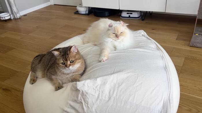 通称『人をダメにするソファー』を置いてみたら、猫たちが…予想外の『とんでもない展開』に「腹抱えて笑ったｗ」「思わず声がでた」の声