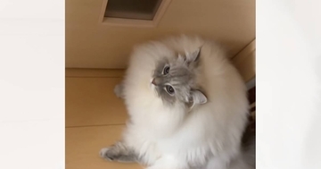 「やだ～って言ってるｗ」ママに甘えたくてドアの前を塞いでいた猫→『おやすみね』と言ったら…まさかの『返事』が62万再生「会話してて素敵」