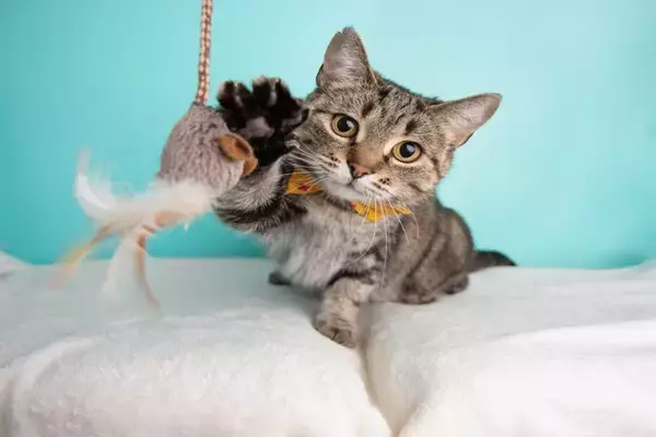 猫用品で『買って後悔』しがちなモノ5選　思わぬ失敗になってしまうかも？