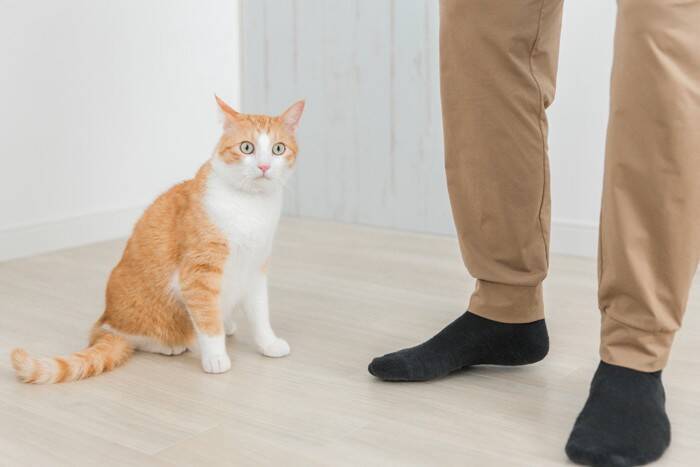 猫にとっては不快に感じる『生活音』5選　負担を減らすためにできる対処法もご紹介