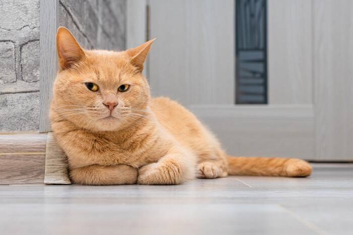 猫にとっては不快に感じる『生活音』5選　負担を減らすためにできる対処法もご紹介