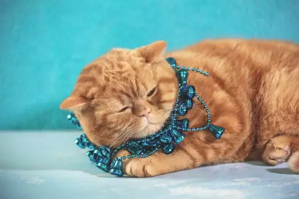 使うのは避けたほうがいい『猫用品』4選　おすすめできない理由や起こりうるトラブル