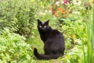 「犯人は近所の黒猫」　小学校から生徒の下着などを盗み出していた常習犯が判明！　ニュージーランド