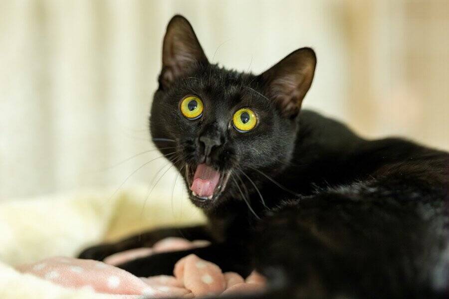 「犯人は近所の黒猫」　小学校から生徒の下着などを盗み出していた常習犯が判明！　ニュージーランド