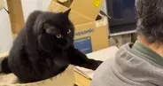 パパにどうしても構ってほしい黒猫…あまりにも可愛すぎる『必死のアピール』に３万いいね「めっちゃ話しかけてるｗ」「甘えん坊さんだね」