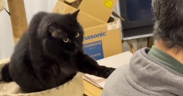 パパにどうしても構ってほしい黒猫…あまりにも可愛すぎる『必死のアピール』に３万いいね「めっちゃ話しかけてるｗ」「甘えん坊さんだね」