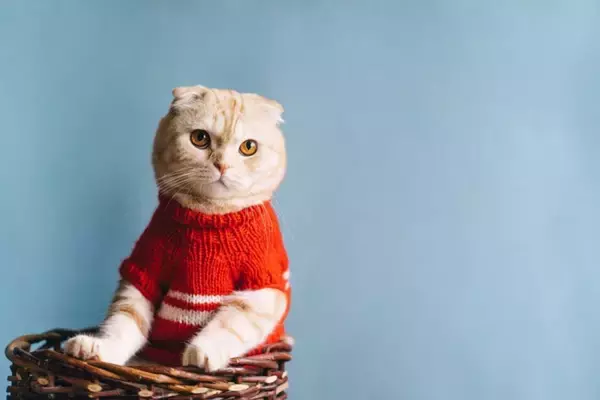 猫ちゃんの「洋服」は賛否両論？着せるメリットとデメリットを獣医が解説