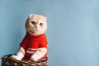 猫ちゃんの「洋服」は賛否両論？着せるメリットとデメリットを獣医が解説