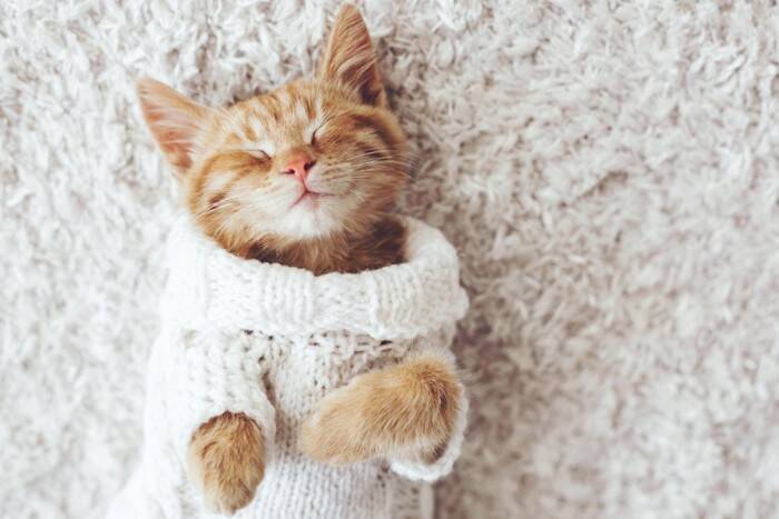 猫ちゃんの「洋服」は賛否両論？着せるメリットとデメリットを獣医が解説
