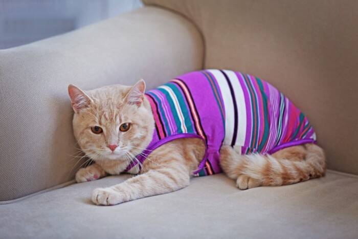 猫ちゃんの「洋服」は賛否両論？着せるメリットとデメリットを獣医が解説