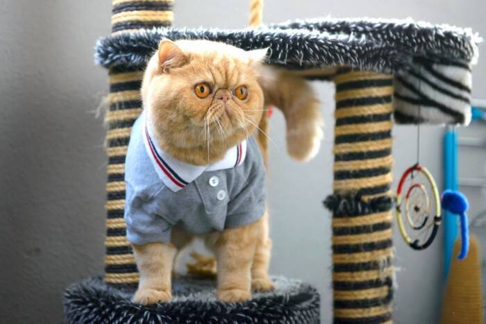猫ちゃんの「洋服」は賛否両論？着せるメリットとデメリットを獣医が解説