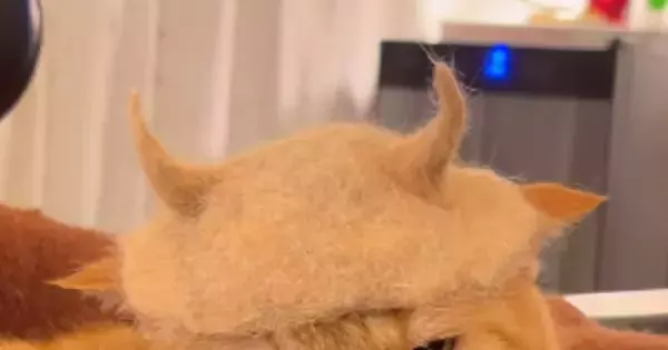 猫の『抜け毛』で作ったものを猫の頭に乗せてみたら…まさかの表情と『最終形態』が33万再生「覚えておけよ、という目ｗ」「可愛すぎワロタ」