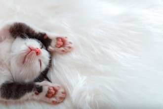 猫の『肉球の色』をみれば性格が分かる？4つのカラーごとの傾向や毛色との関連性まで