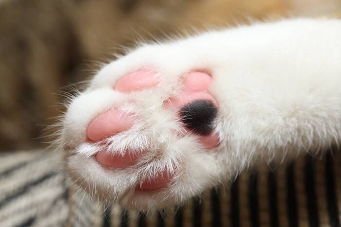 猫の『肉球の色』をみれば性格が分かる？4つのカラーごとの傾向や毛色との関連性まで