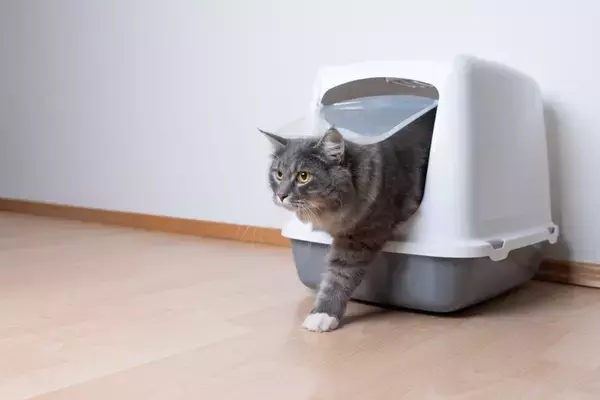 猫用トイレは『カバーあり・なし』どちらを選ぶべき？　それぞれの良し悪しや愛猫に合わせた選び方