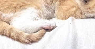 幸せそうに眠る保護子猫→『予想外の場所』に乗っていて…ほっこりする光景に８万いいね「あまりにも愛おしい」「安心するのかな」