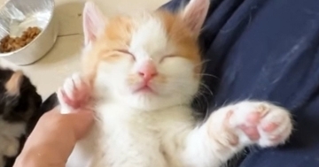 手のひらで熟睡する保護子猫→『招き猫』にしてみたら…されるがままの様子に「幸せな気持ちになった」「なんか涙が出そう」と反響