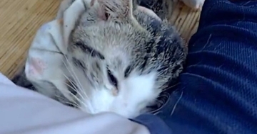 飼い主の隣でくつろいでいた猫→『脇の匂い』を嗅いだ次の瞬間…まさかの光景に12万いいね「マタタビの匂い出てるかも」「表情がいいｗ」