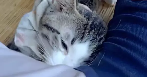 飼い主の隣でくつろいでいた猫→『脇の匂い』を嗅いだ次の瞬間…まさかの光景に12万いいね「マタタビの匂い出てるかも」「表情がいいｗ」
