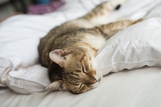 猫が苦しんでいるときに表れる『SOSサイン』5選　絶対に見逃せない理由や正しい対応方法まで