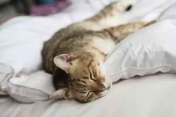 猫が苦しんでいるときに表れる『SOSサイン』5選　絶対に見逃せない理由や正しい対応方法まで