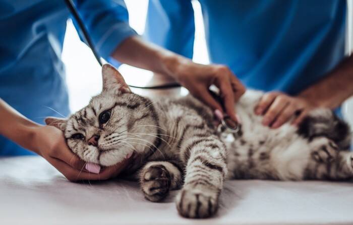 猫が苦しんでいるときに表れる『SOSサイン』5選　絶対に見逃せない理由や正しい対応方法まで
