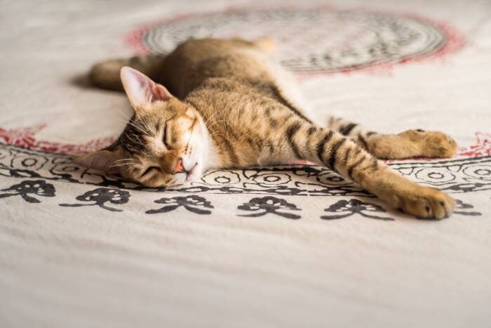 猫が苦しんでいるときに表れる『SOSサイン』5選　絶対に見逃せない理由や正しい対応方法まで