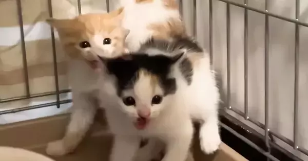 保護初日は『ブチギレていた子猫』→4日後の『まさかの光景』に笑顔になる人が続出「ギャップがたまらん」「まだまだ赤ちゃんだもんね」