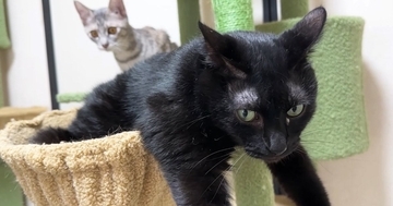 ハンモックでくつろぐお兄ちゃん猫→子猫がやってくると…微笑ましすぎる光景に「だいぶ積極的で笑ったｗ」「大好きなんだねｗ」と反響