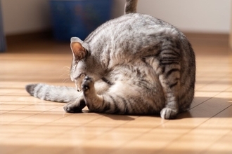 猫に『フレーメン反応』をさせるもの4選　独特の変顔になっちゃう理由も解説