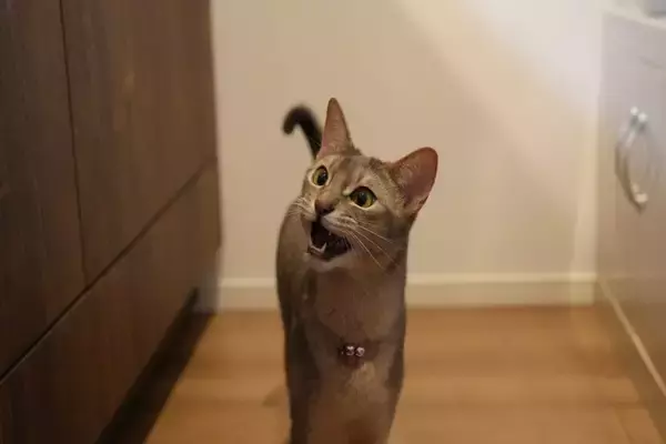 猫が『欲求不満』を感じているときの仕草4選　問題行動のリスクや飼い主ができる対処法