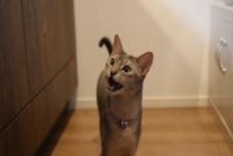 猫が『欲求不満』を感じているときの仕草4選　問題行動のリスクや飼い主ができる対処法